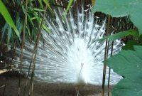 Nice Peacock images Free Download - Duul Wallpaper What Should I Know About Hybrid Vehicle Maintenance