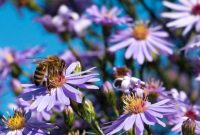 無料画像 : 自然, 工場, 写真, 紫の, 花弁, 咲く, 閉じる, フローラ, ワイルドフラワー, バイオレット, 明るい, アスター ... How To Negotiate Lower Interest Rates On Personal Loans?