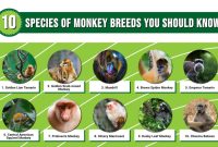 Types Of Monkeys: The 10 Common Species Of Monkey Breeds You Should ... How To Transition From One Career To Another Smoothly