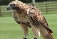 Free Images : nature, night, animal, wildlife, wild, fluffy, beak ... Steps To Take After A Minor Car Accident