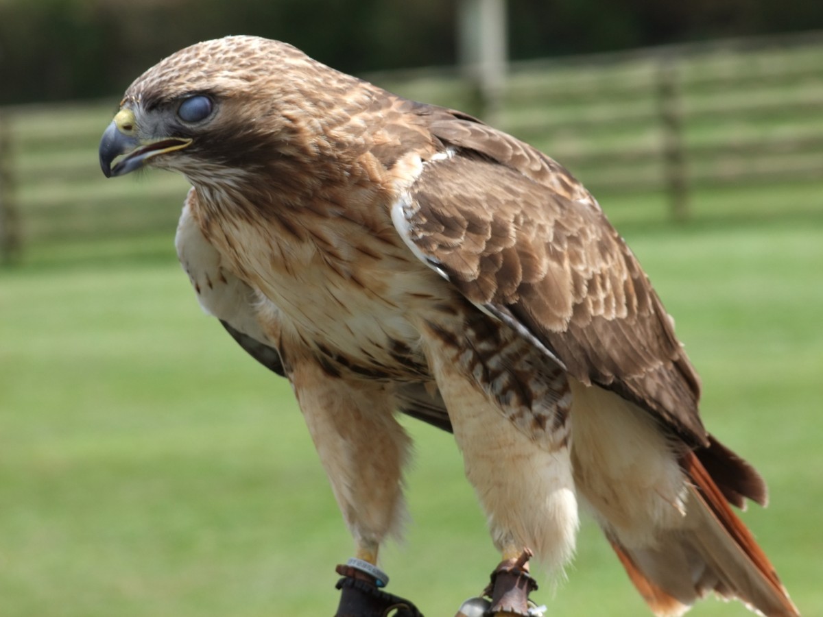 Free Images : nature, night, animal, wildlife, wild, fluffy, beak ... Steps To Take After A Minor Car Accident