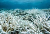 The Sad Sight of Marine Animals Searching for Food and Shelter a the ... How Does Car Financing Work For First-Time Buyers?
